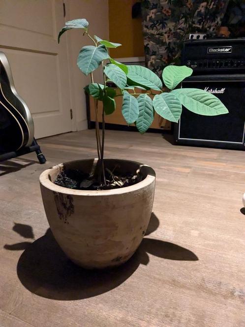 Cherimoya, Maison & Meubles, Plantes d'intérieur, Plante fruitière, Moins de 100 cm, Plante à fleurs, Ombre partielle, Enlèvement