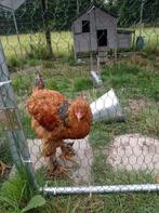 Brahma haan / hanen, Dieren en Toebehoren, Pluimvee, Mannelijk, Kip