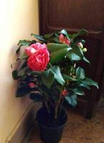 Camelia, Tuin en Terras, Planten | Struiken en Hagen, Ophalen