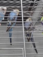 Parkieten, Dieren en Toebehoren, Vogels | Parkieten en Papegaaien
