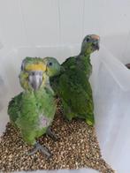 Amazone bodini's papegaaien, Geringd