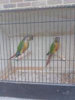Kweekkoppel Pyrrhura molinea, Dieren en Toebehoren, Meerdere dieren, Parkiet, Geringd