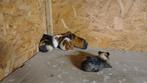 Cavia mannetjes, Dieren en Toebehoren, Knaagdieren, Cavia