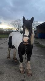 2 lieve paardjes te koop, Meerdere dieren, Zadelmak, 160 tot 165 cm, 11 jaar of ouder