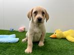 Labrador Retriever pups, België, Reu, 8 tot 15 weken, CDV (hondenziekte)