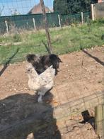 Kippen/hanen te koop, Dieren en Toebehoren