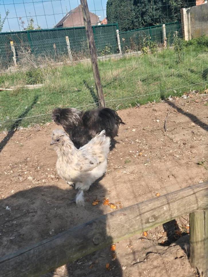 Kippen/hanen te koop, Dieren en Toebehoren, Stalling en Weidegang