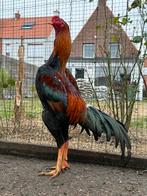 Œufs à éclore O Shamo, Animaux & Accessoires