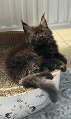 Maine Coon kittens, Poes, Gechipt, 0 tot 2 jaar