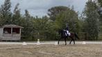 Lesgever (online & ter plaatse) + ruiter aangeboden, Dieren en Toebehoren, Paarden, ZZ, Dressuurpaard