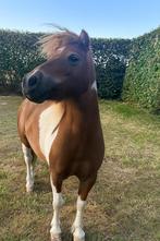 Mooie mini pony merrie 77 cm Shetlander x AMAH, Dieren en Toebehoren, Merrie, Gechipt, 7 tot 10 jaar, Onbeleerd