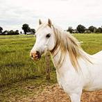 Super Brave Welsh pony, Dieren en Toebehoren, Paarden, Recreatiepaard, B, 11 jaar of ouder, Minder dan 160 cm