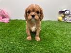 Nestje Cavalier King Charles spaniel pups, België, CDV (hondenziekte), 8 tot 15 weken, Meerdere