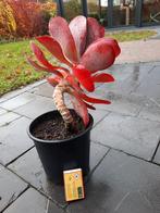 Vetplant Kalanchoe luciae 15 jaar, Ophalen of Verzenden, Volle zon