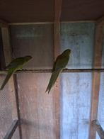 Kakariki's, Dieren en Toebehoren, Meerdere dieren, Parkiet, Geringd
