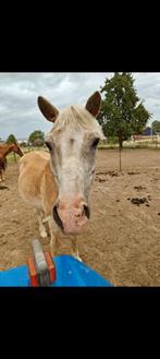 Veelzijdige haflinger pony 1000% bombroof, Dieren en Toebehoren, B, Gechipt, Ruin, C pony (1.27m tot 1.37m)