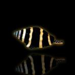 Pusiostoma (Engina) Mendicaria, Dieren en Toebehoren, Slak of Weekdier, Zoutwatervis