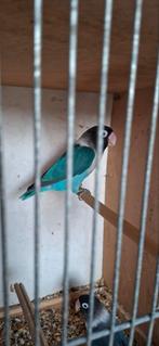 Agapornis man, Dieren en Toebehoren