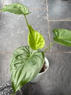 Alocasia Cucullata, Enlèvement ou Envoi