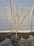 Acer palmatum Sumi Nagashi - Japanse esdoorn, Jardin & Terrasse, Plantes | Arbres, Enlèvement