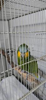 Amazon front bleu, Dieren en Toebehoren, Vogels | Parkieten en Papegaaien, Papegaai, Geringd