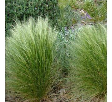 Stipa 'ponytails ' - vedergras beschikbaar voor biedingen