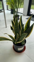 Sanseveria, Huis en Inrichting, Kamerplanten, Ophalen