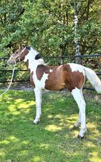Prachtig 3-kleurig bont merrieveulen, Dieren en Toebehoren, Paarden, Merrie, 160 tot 165 cm, Gechipt, 0 tot 2 jaar