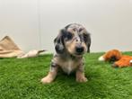 Nestje Kort-Langharige Teckel pups, Dieren en Toebehoren, Parvo, België, 8 tot 15 weken, Dwerg