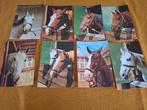 Lot 8 de cartes postales animaux chevaux, Collections, Enlèvement ou Envoi, 1980 à nos jours, Non affranchie, Cheval