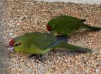 Kakariki, Meerdere dieren, Parkiet, Geringd