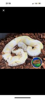 Konings python, Dieren en Toebehoren, Slang, Tam, 3 tot 6 jaar