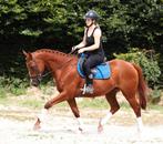 Stevige, knappe en super brave E allround pony !!, Dieren en Toebehoren, E pony (1.48m - 1.57m), Gechipt, Ruin, Springpony