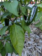 Jalapeño M, Tuin en Terras, Bloembollen en Zaden, Ophalen of Verzenden, Voorjaar, Volle zon, Zaad