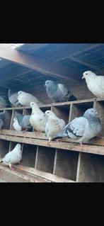 60 Pigeons d’élevage - 60 Kweekduiven, Dieren en Toebehoren, Vogels | Duiven