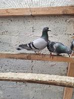 Postduiven te koop, Animaux & Accessoires, Oiseaux | Pigeons