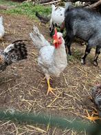 Cream legbar gezonde hanen, Dieren en Toebehoren, Pluimvee, Mannelijk, Kip