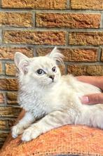 Ragdoll kitten, Kater, Gechipt, 0 tot 2 jaar