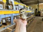 Mooie jonge Araucana kuikens gesekst en ingeënt, Dieren en Toebehoren, Vrouwelijk, Kip