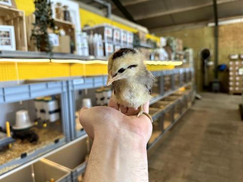 Mooie jonge Araucana kuikens gesekst en ingeënt, Dieren en Toebehoren, Pluimvee, Kip, Vrouwelijk