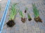 Lot 1 plantes aquatiques étang, marre, zone humide, Ophalen, Zomer, Vaste plant, Vijverplanten
