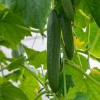 Vers tuin groenten/ KASTANJES 🌰, Ophalen