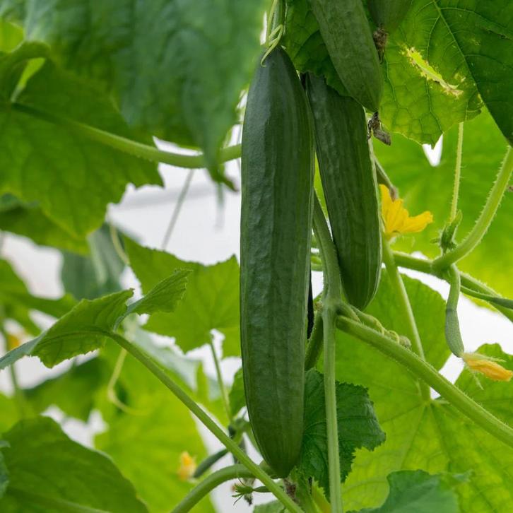 Vers tuin groenten/ KASTANJES 🌰, Tuin en Terras, Bloembollen en Zaden, Ophalen