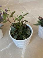 kamer planten, Huis en Inrichting, Kamerplanten, Ophalen