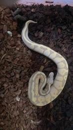 Ball  python 1.0, Dieren en Toebehoren, Reptielen en Amfibieën, Slang, Tam, 0 tot 2 jaar