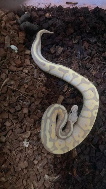 Boule en python, Animaux & Accessoires, Reptiles & Amphibiens, Serpent, Domestique, 0 à 2 ans