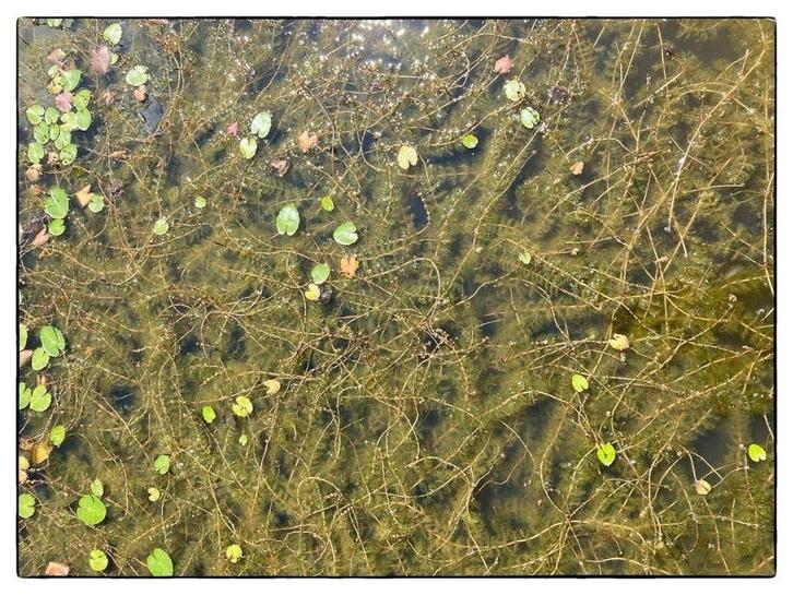 Aarvederkruid zuurstofplant, Tuin en Terras, Vijvers, Nieuw, Ophalen