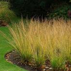 Molinia Heidebraut of Pijpenstrootje, Ophalen, Vaste plant, Siergrassen