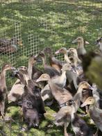 Loop eenden bijna half was, Dieren en Toebehoren, Pluimvee