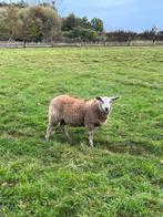 Ooi, Dieren en Toebehoren, Schapen, Geiten en Varkens